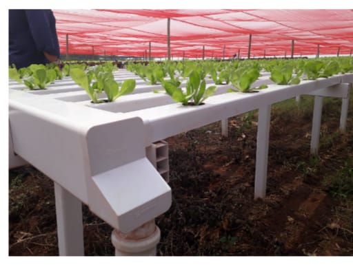 Sistema NFT Hoja MAYOR (XL) 1,87 x3 mts 